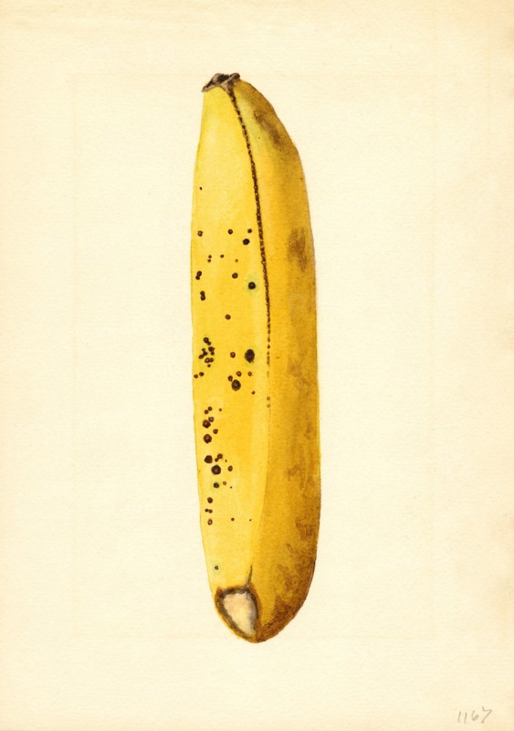Yellow Banana, Musa,