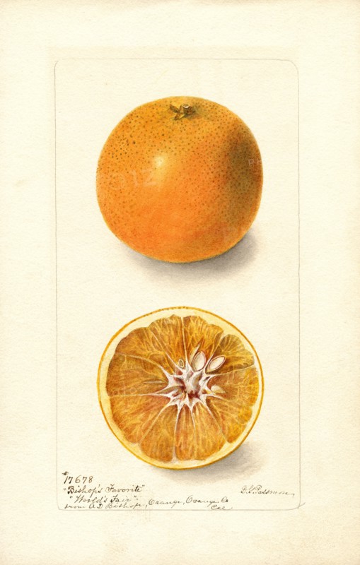 Orange and Orange Half, Bishop's Favorite variety,
