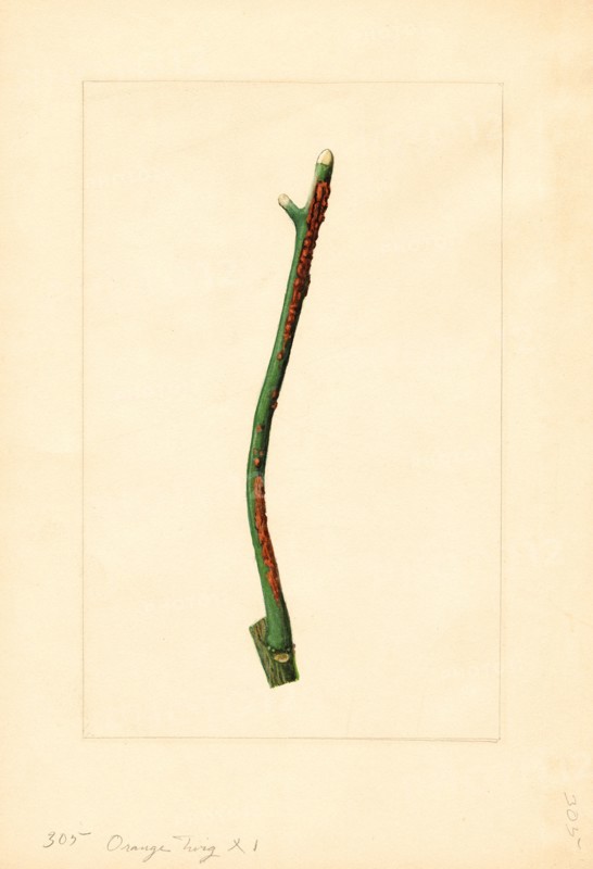 Orange Tree Twig, Citrus sinensis, 1910