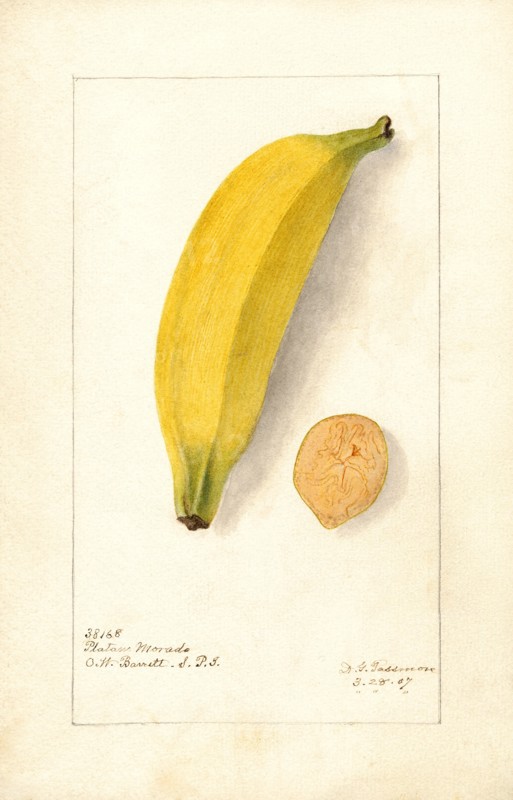 Banana, Platano Morado variety,