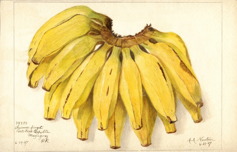 Bananas, Guincot Finget variety, 1907