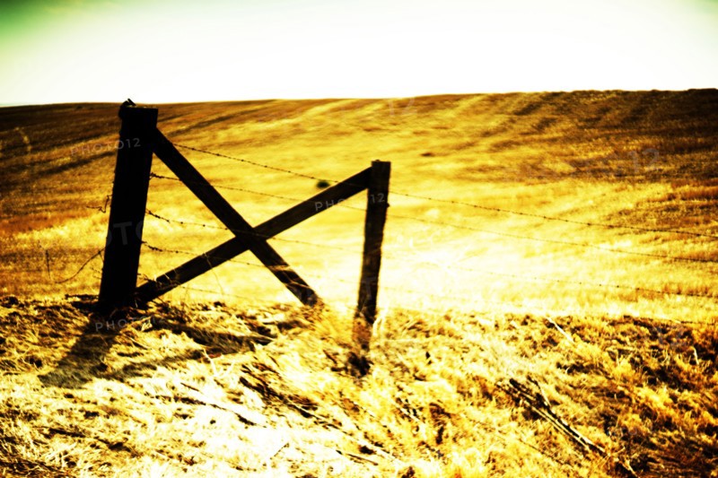 Wood Gate and Barbed Wire Fence along Golden Agricultural Landscape,,