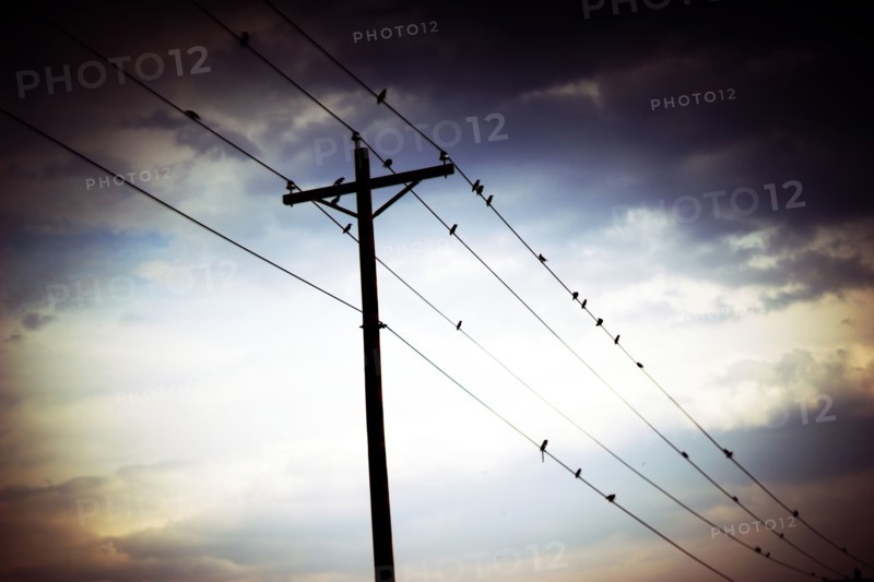 Birds Perched on Power Lines, Atmospheric Mood,