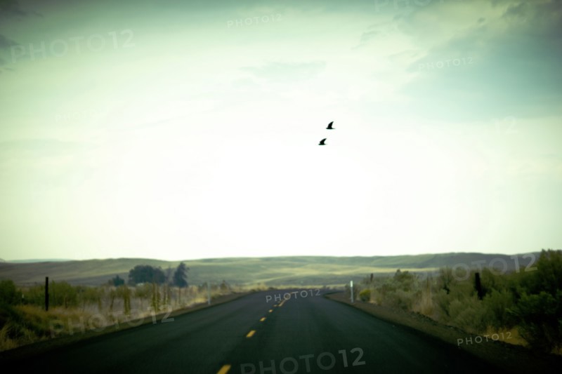 Two Birds flying over Rural Two-Lane Highway ,,