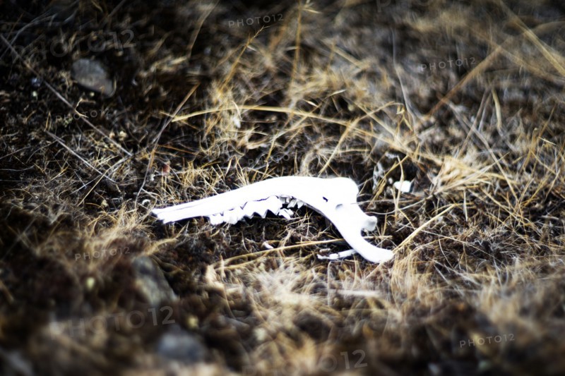 Animal's Jaw Bone on Ground,,