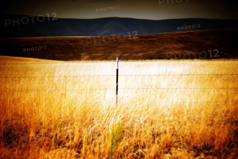 Rural Meadow Landscape illuminated by Sunlight,,