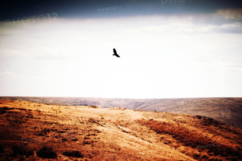 Bird of Prey soaring over Remote Landscape ,,