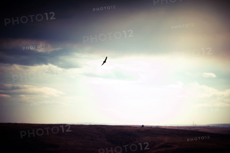 Bird of Prey flying over Vast Landscape,,