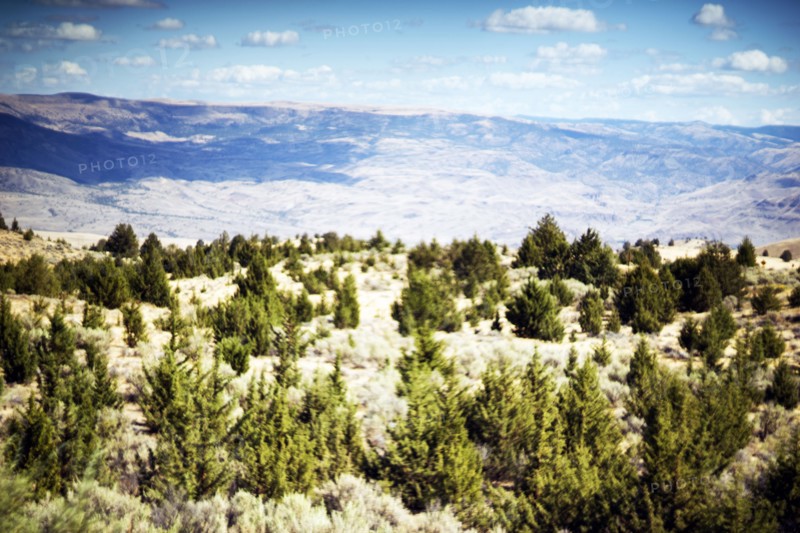 Rugged Landscape, Evergreens in Foreground,