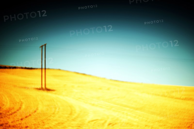 Utility Poles in Golden Agricultural Landscape, Painterly Effect,