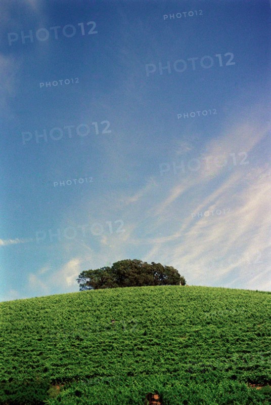 Vineyard Tree Tops,,