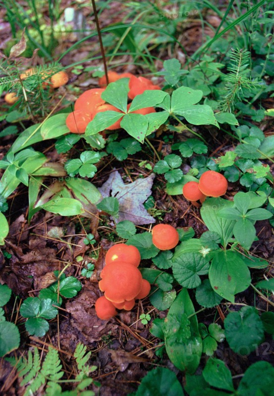 Red Mushrooms on Forest Floor,,