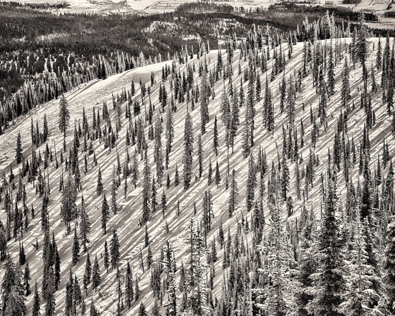 Mountain Slope with Evergreen Trees, Whitefish,