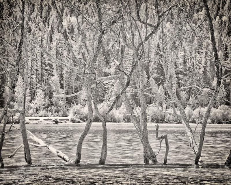 Tree Branches in Lake,,