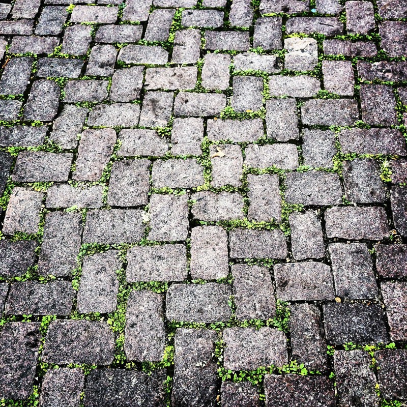 Stone Path with Small Green Plants,,