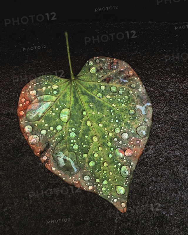Heart-Shaped Leaf with Water Droplets,,