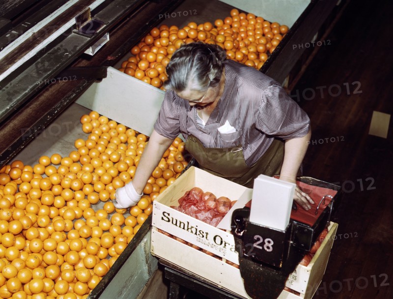 Female Worker packing Oranges, Co-op Orange Packing Plant