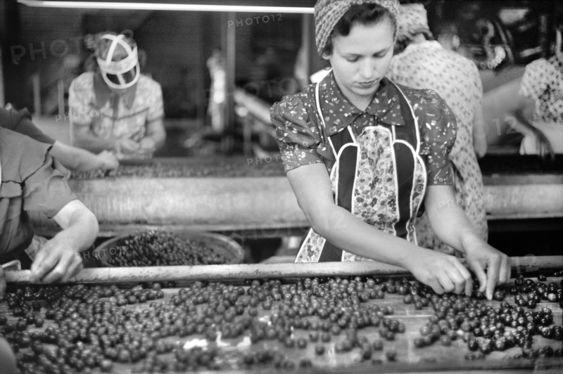 Migrant Workers in Cherry Canning Plant, Berrien County