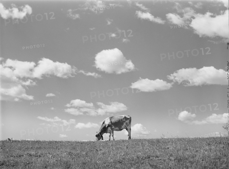 Cow in Pasture, Santi County