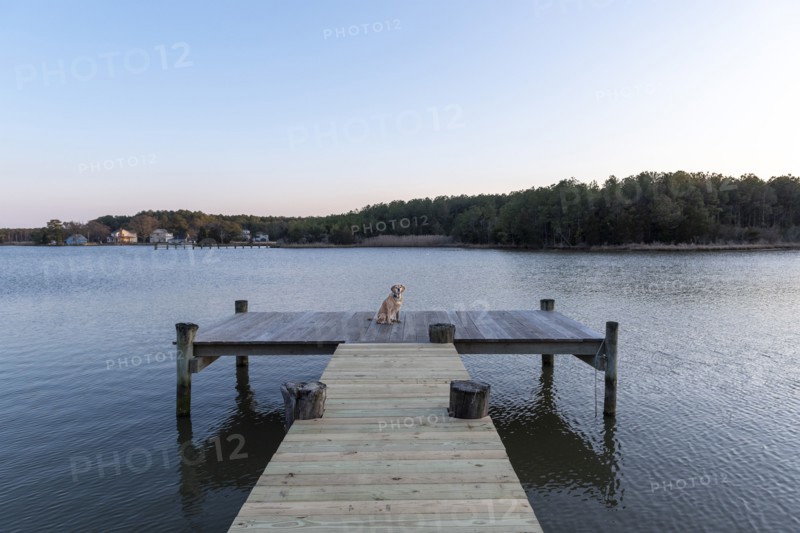 Dog on Dock