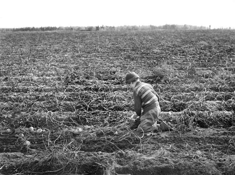 Child picking Potatoes on Large Farm - Schools do not open until Potatoes are harvested