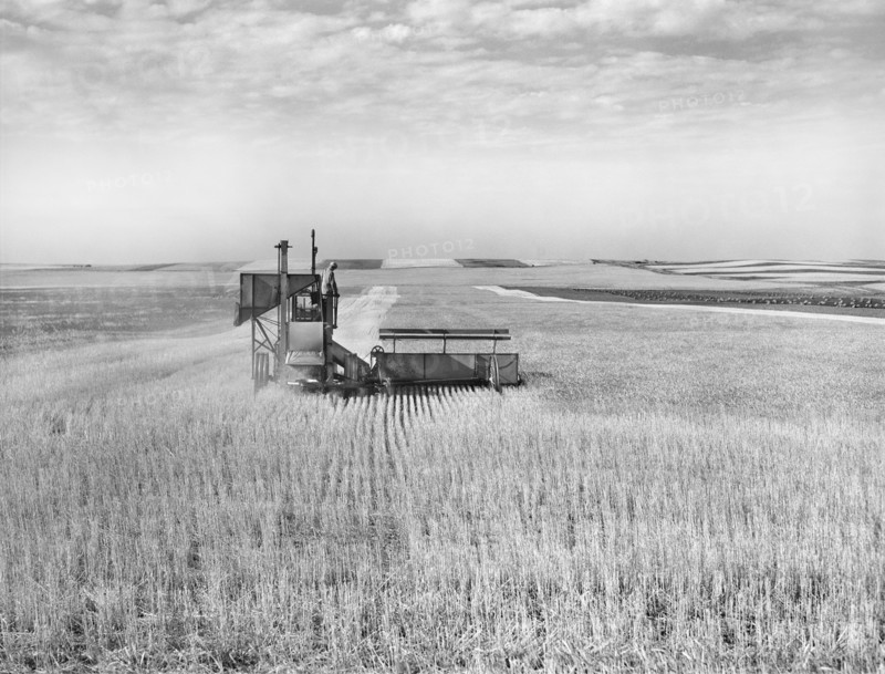 Harvesting wheat with Combine