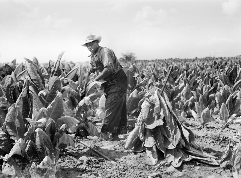farmer, tobacco, agriculture, occupations, historical,