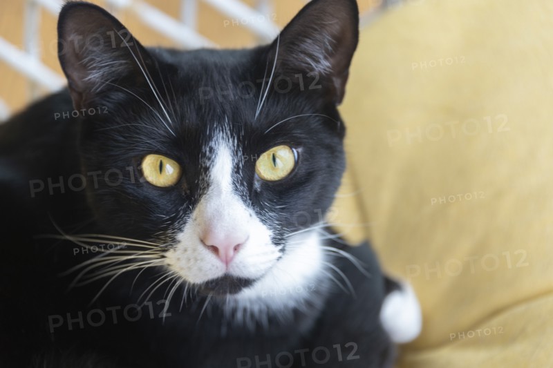 Black and White Cat
