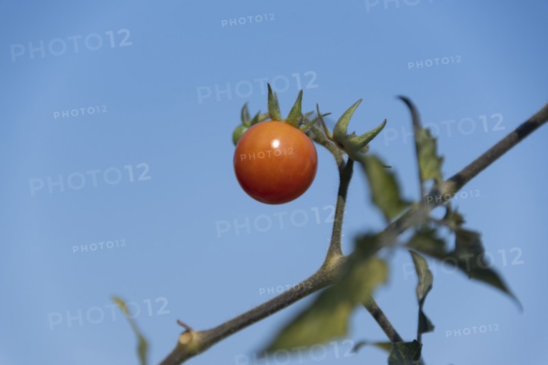 Baby Red Tomato on Vine