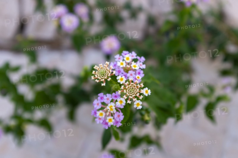 Verbena Flower
