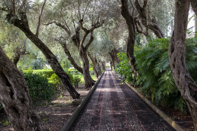 Public Garden Pathway lined with leaning Trees