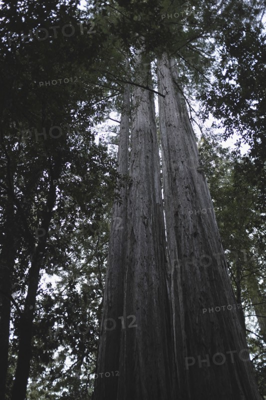 Redwood Trees