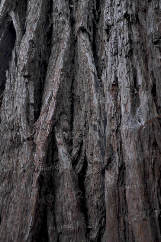 Redwood Tree Detail