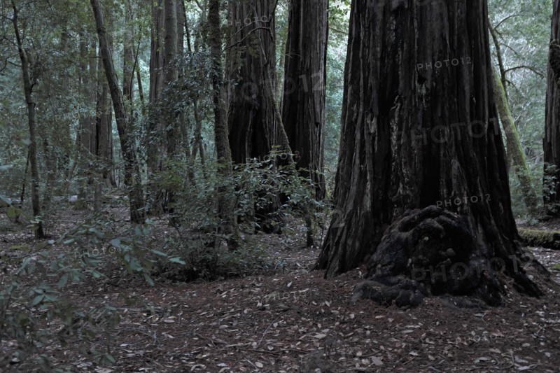 Redwood Forest at Dusk