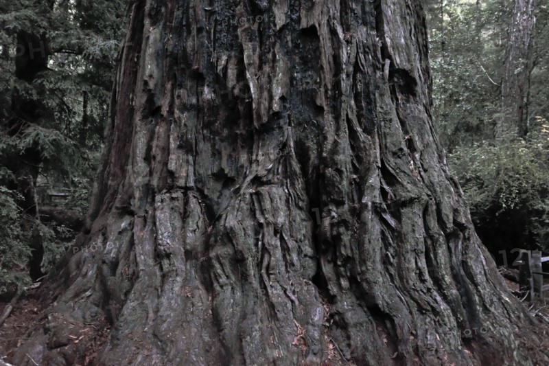 Redwood Tree Trunk