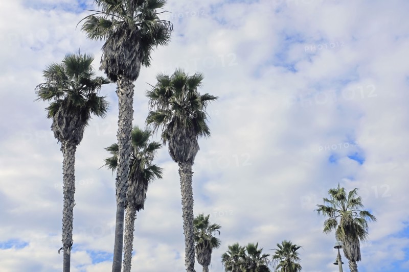 Palms Trees and Cloudy Sky