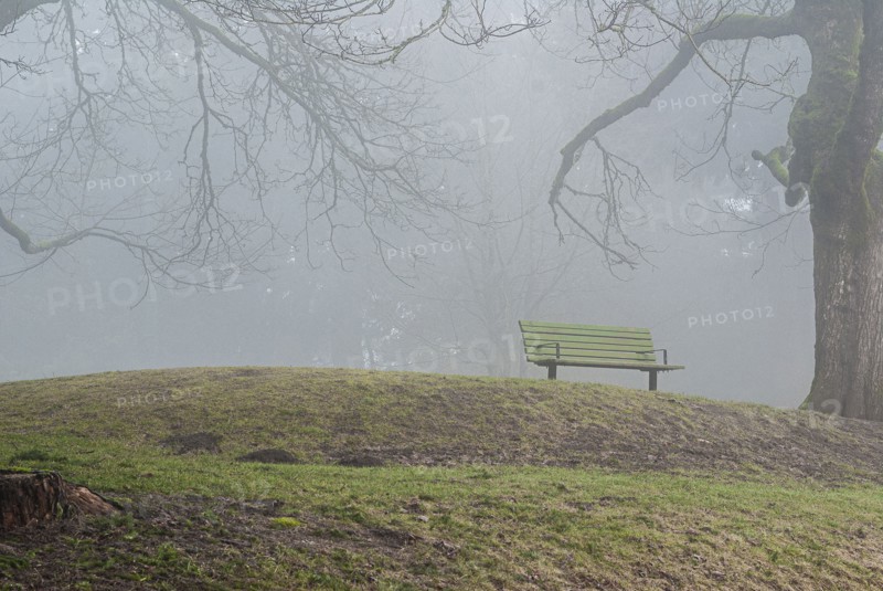 Park Bench in Fog
