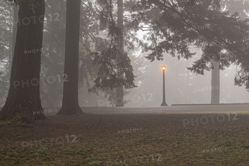 Pathway and illuminated Lamppost in Fog