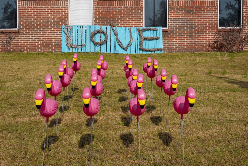 Plastic Pink Flamingos with Love Sign in Background
