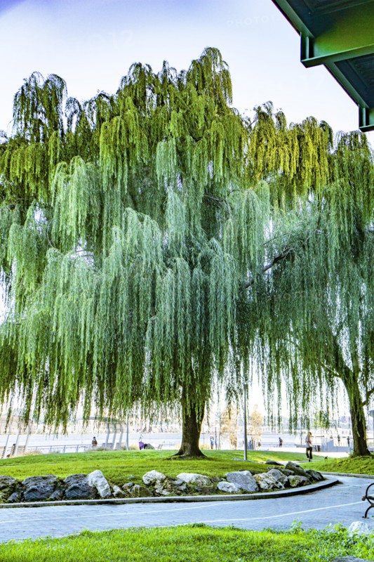 Weeping Willow Tree
