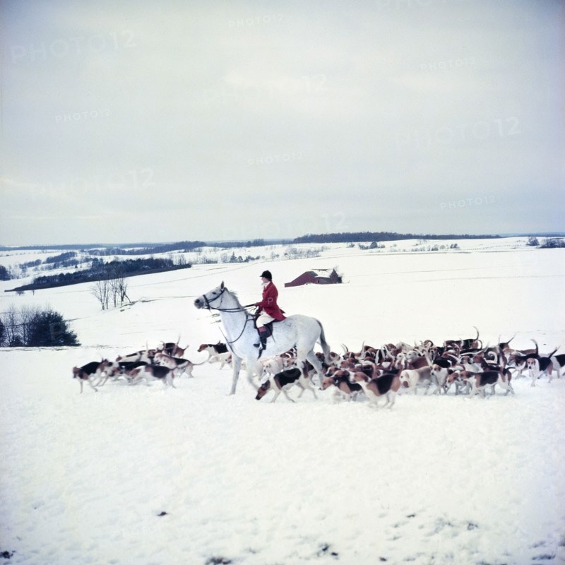 Fox Hunt