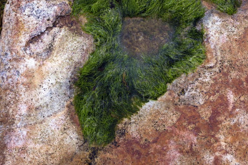 Tide Pool with Green Seaweed