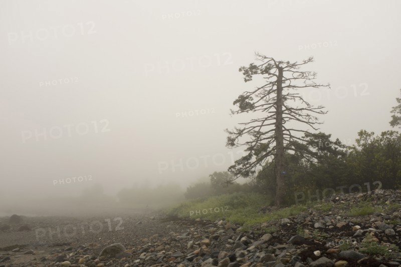 Fog surrounding Dying Evergreen Tree at Beach