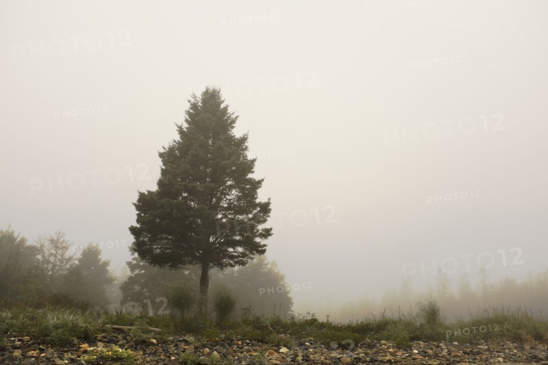 Fog surrounding Evergreen Tree at Beach