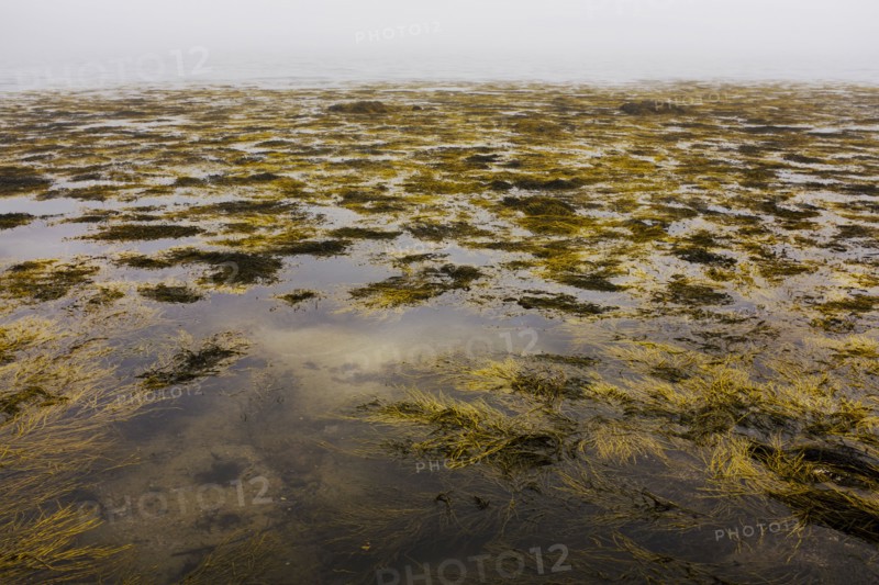 Floating Seaweed at Low Tide