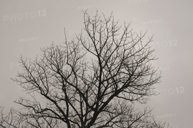 Silhouette of Bare Tree Branches against Cloudy Sky