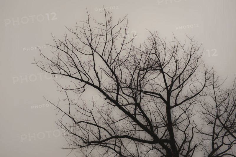 Silhouette of Bare Tree Branches against Cloudy Sky