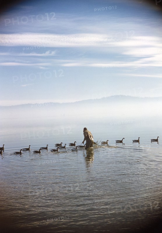 Rear View of Man standing in water with Duck Decoys