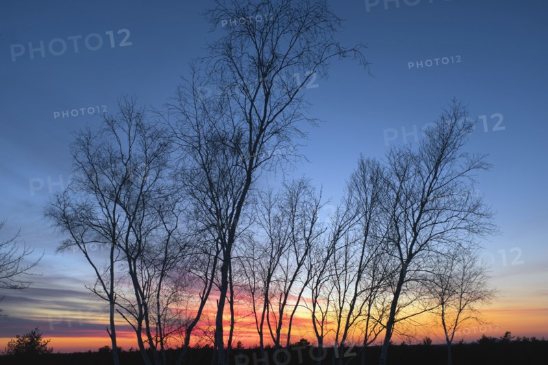 Silhouette of Bare Trees at Sunset