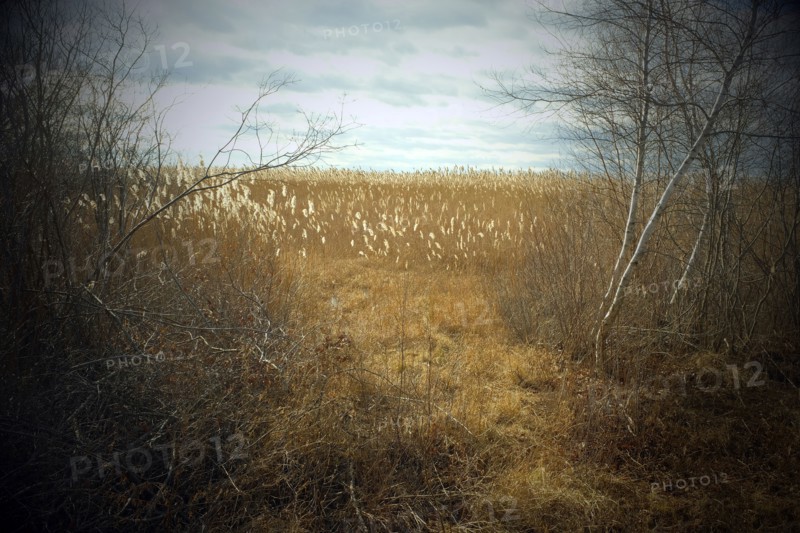 View of Field of Tall Grass through opening of Bare Birch Trees